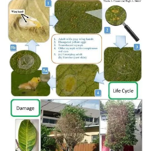 thumbnail for publication: Pest Identification Guide: Ficus Whitefly—Singhiella simplex